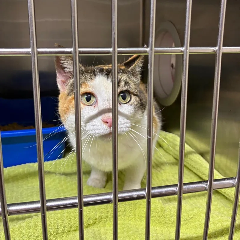 An adult medium-sized female Calico American Shorthair cat named Suites for adoption in Danville, KY