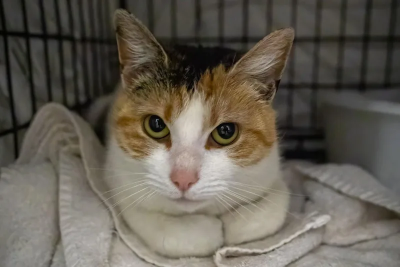 Truffles Aka Girlfriend 