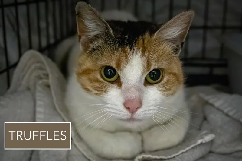 Truffles Aka Girlfriend  thumbnail 3