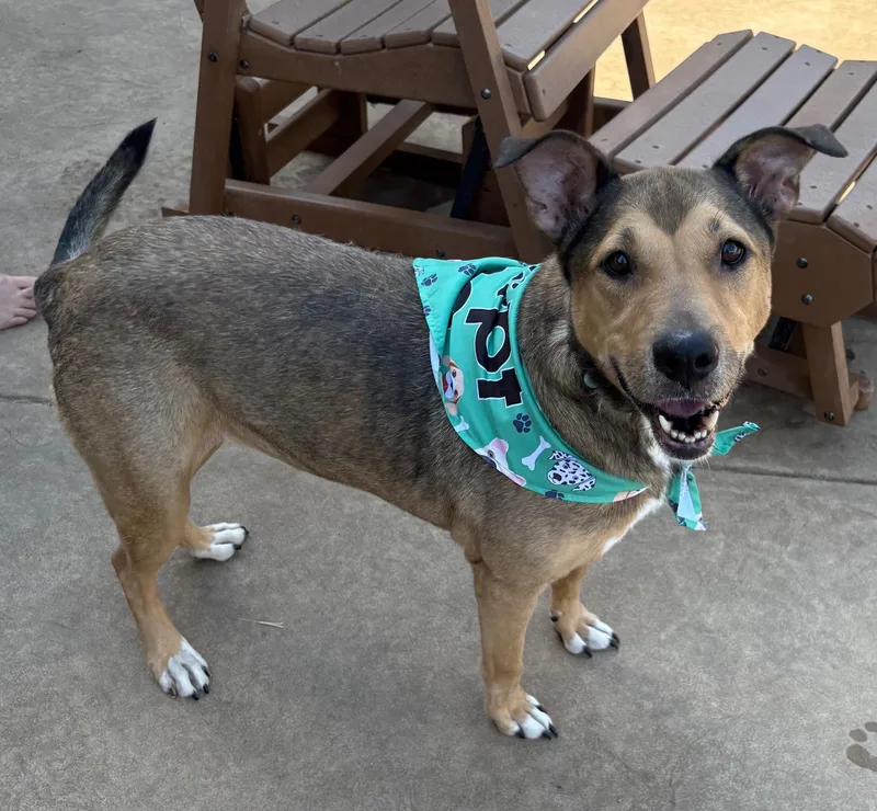 A senior large-sized female German Shepherd Dog dog named Coco for adoption in Lavon, TX