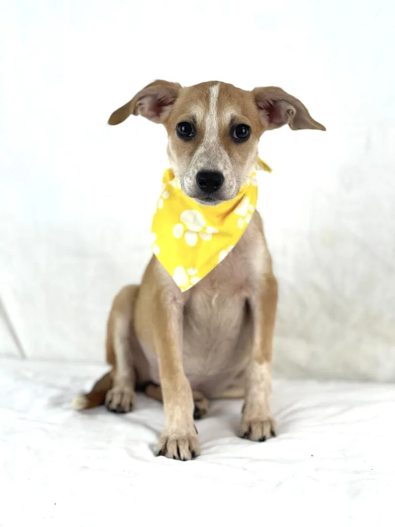 A baby small-sized female Dachshund dog named Olga for adoption in Olympia, WA