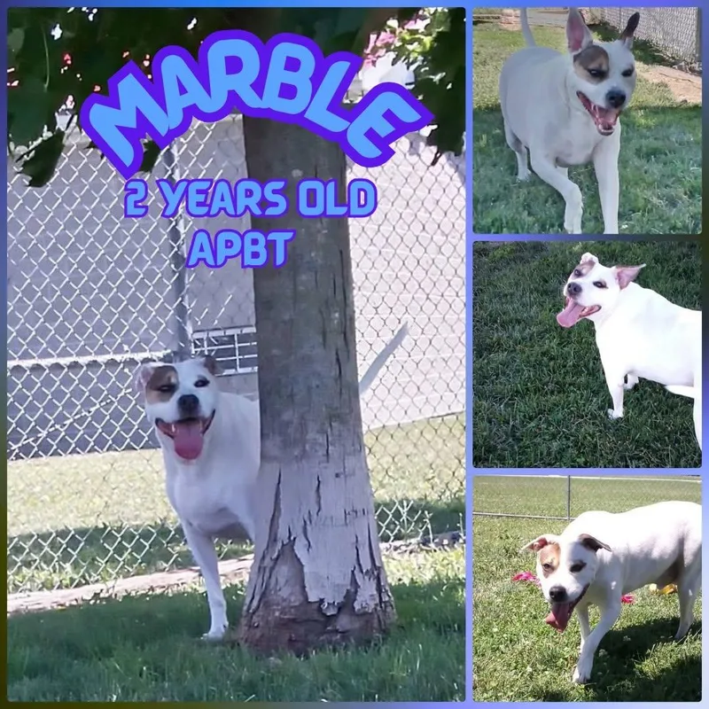 A young medium-sized male Pit Bull Terrier dog named Marble for adoption in Indianapolis, IN