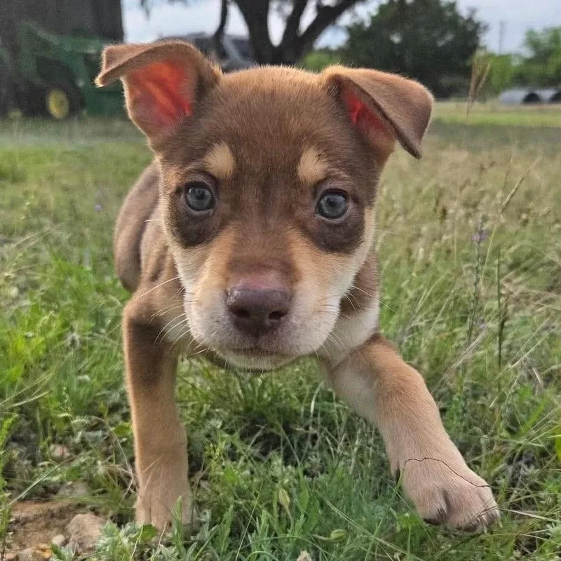 A baby medium-sized female Tricolor (Brown, Black, & White) Pit Bull Terrier dog named Goldie for adoption in Bryan, TX