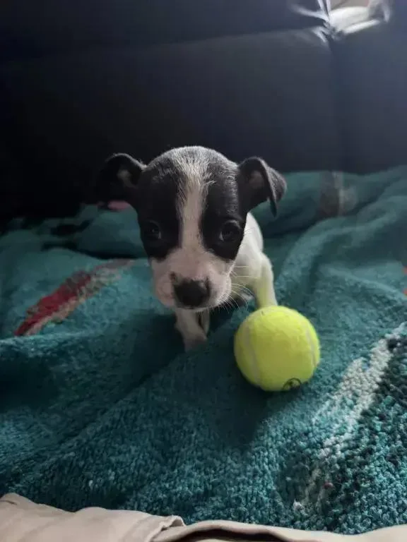 A baby small-sized female Tricolor (Brown, Black, & White) Mixed Breed dog named Raspberry for adoption in Grand Rapids, MI