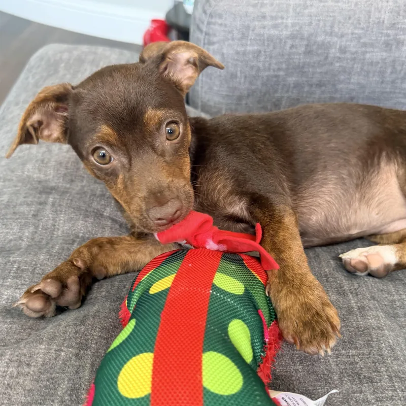 Cocoa