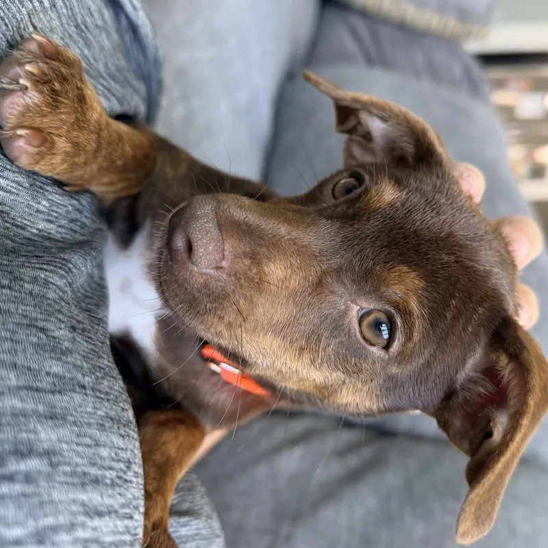 Cocoa thumbnail 2