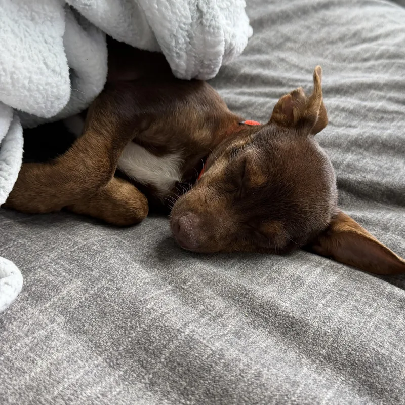 Cocoa thumbnail 4
