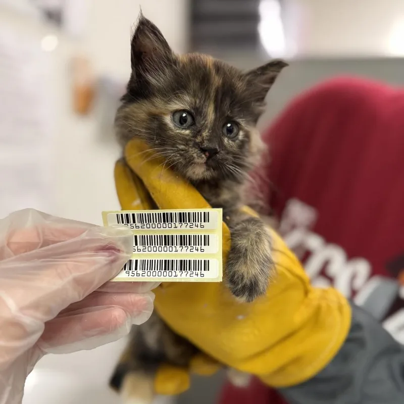 A baby small-sized female Tortoiseshell Domestic Long Hair cat named Nala for adoption in Charleston, WV