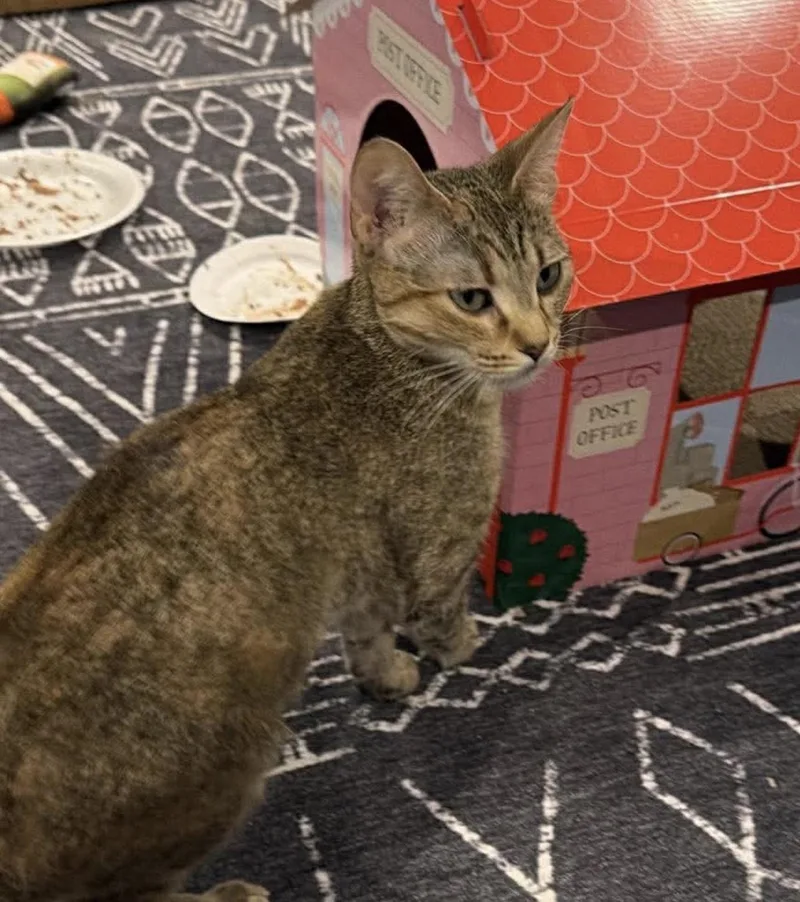 A young medium-sized female Domestic Short Hair cat named Milan for adoption in Lockport, IL