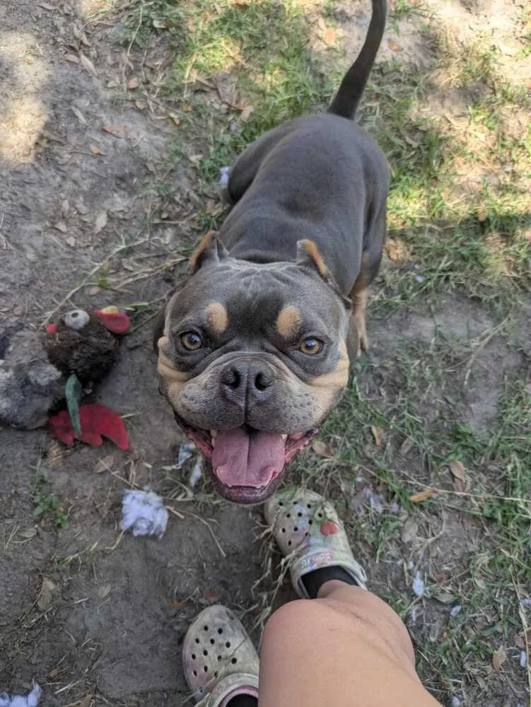 An adult medium-sized male Tricolor (Brown, Black, & White) American Bully dog named Max . for adoption in Lakeland, FL