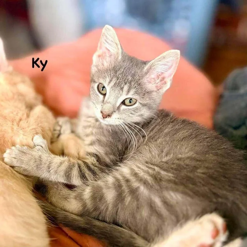 A baby small-sized male Domestic Short Hair cat named Ky for adoption in South Bend, IN