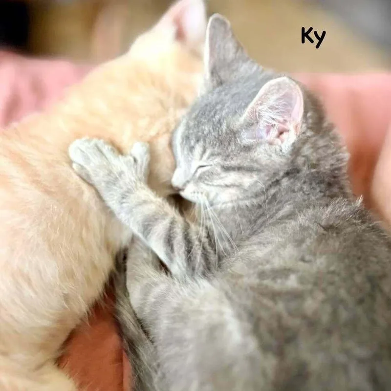 Ky thumbnail 2