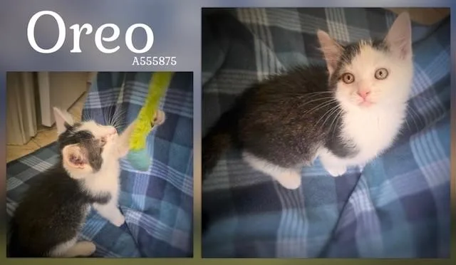 Oreo