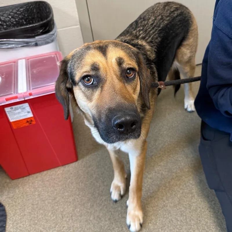 An adult large-sized female Yellow / Tan / Blond / Fawn Golden Retriever dog named Wasp for adoption in Council Bluffs, IA