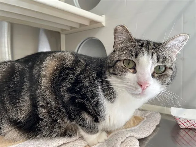 An adult medium-sized female Domestic Short Hair cat named Sadie for adoption in Tustin, CA