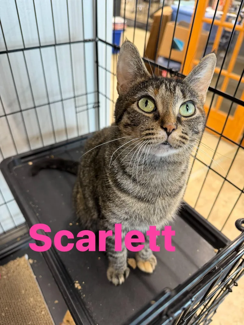 A young medium-sized female Domestic Short Hair cat named Scarlett for adoption in Cowlesville, NY