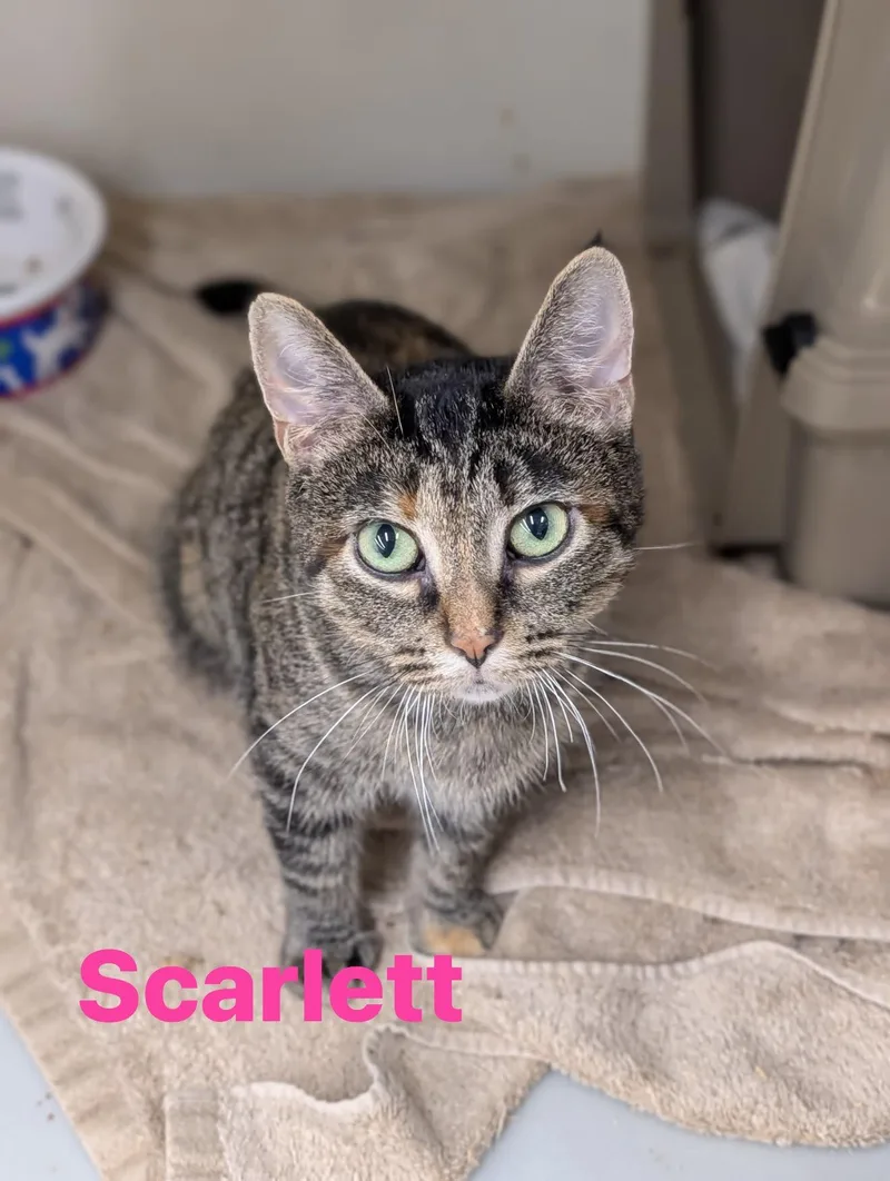 Scarlett thumbnail 2