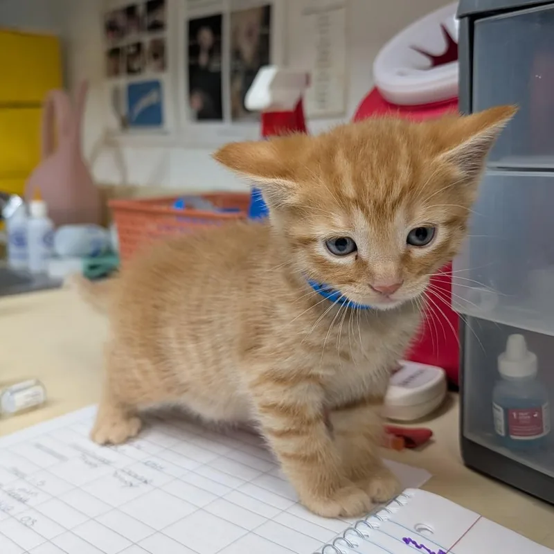A baby small-sized male Orange / Red Domestic Short Hair cat named Sugar Boy for adoption in Ardmore, OK