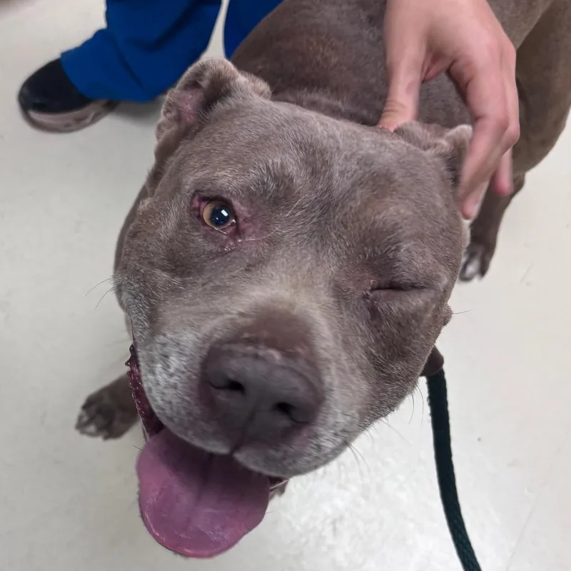 An adult large-sized male Brown / Chocolate Pit Bull Terrier dog named Maylo for adoption in Santa Barbara, CA