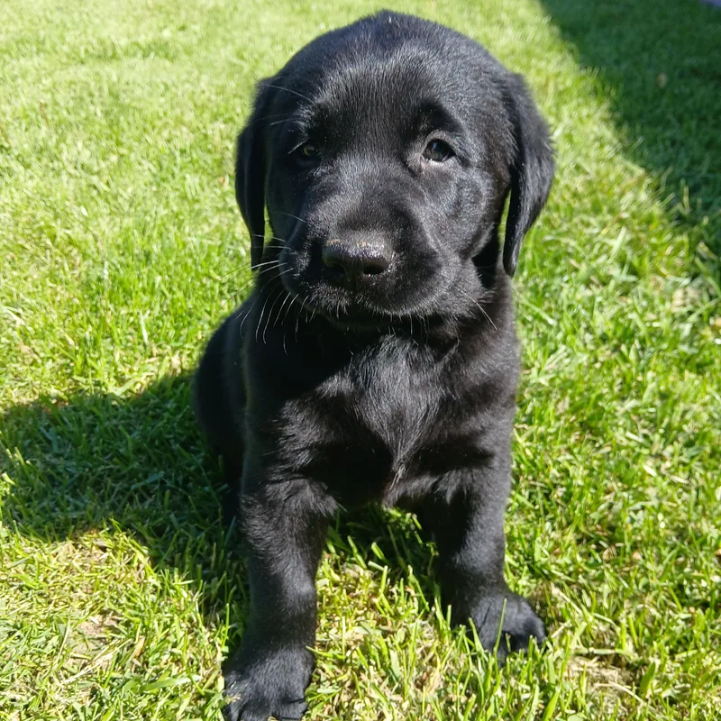 Ruger