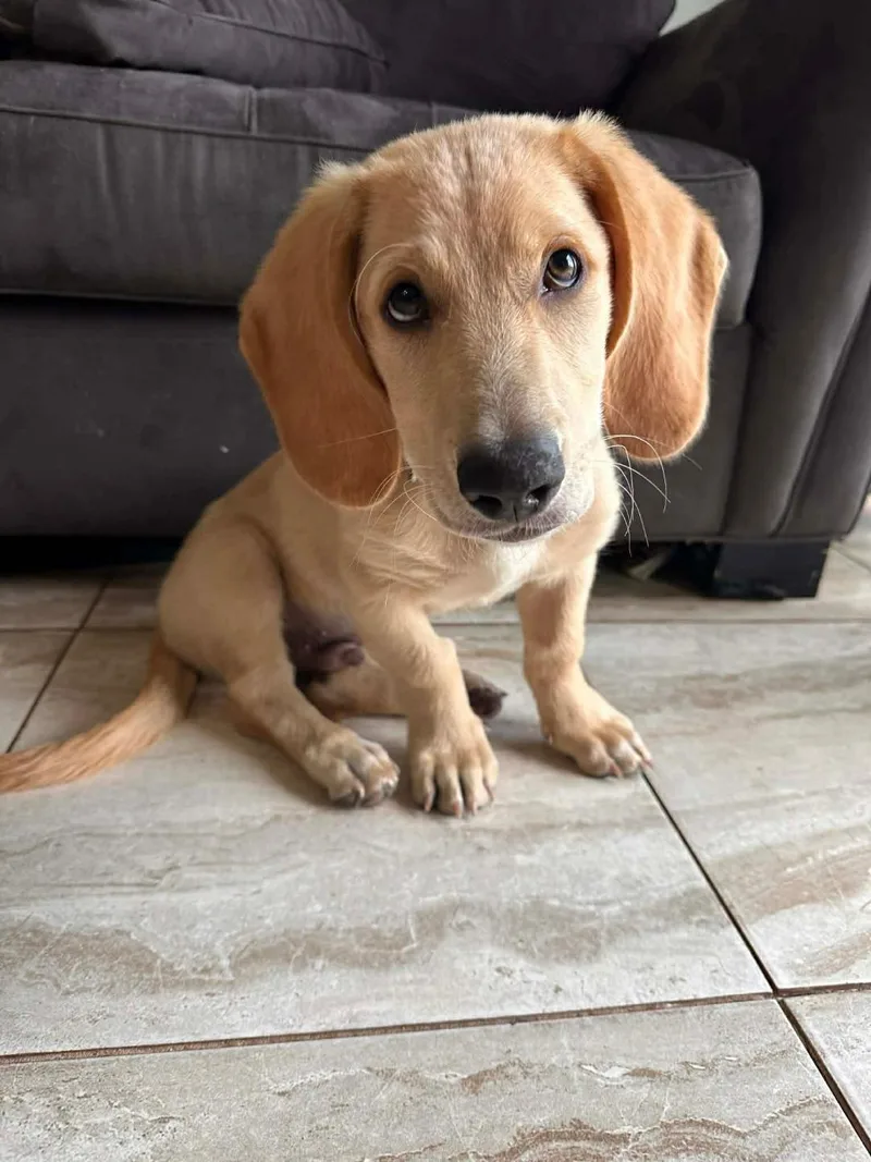 A baby medium-sized male Golden Basset Hound dog named Roscoe for adoption in Auburndale, FL