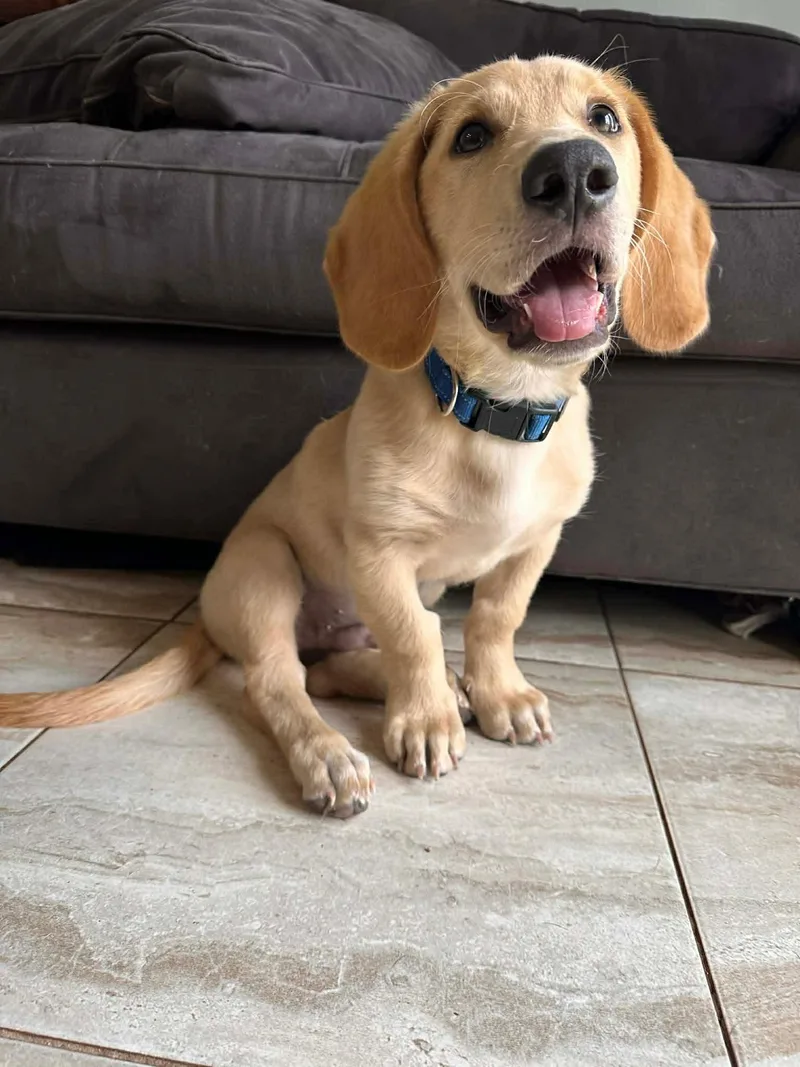Roscoe thumbnail 2