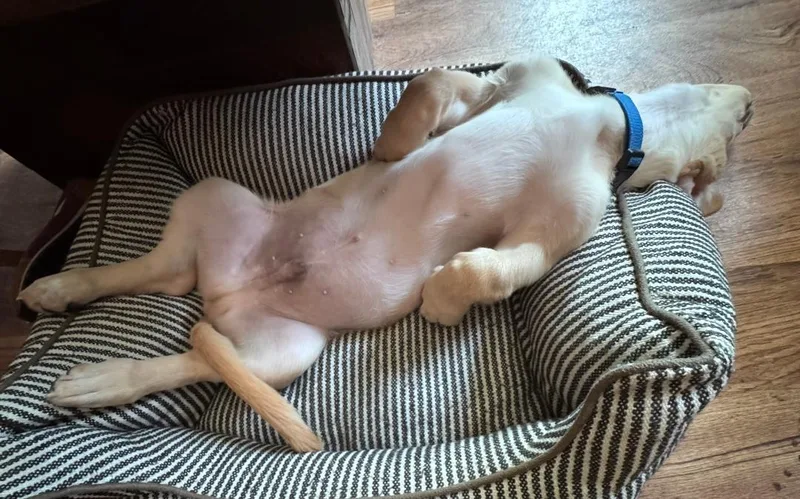 Roscoe thumbnail 3