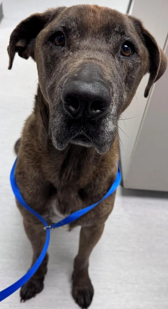 A senior medium-sized male Mastiff dog named Odin for adoption in Kenai, AK