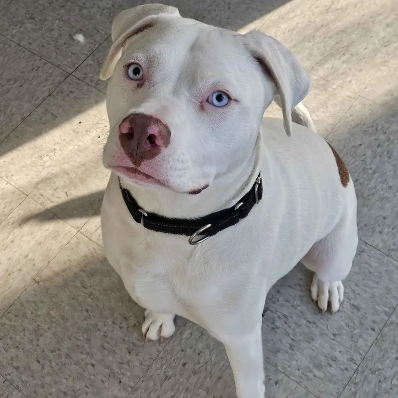 A young large-sized male White / Cream Pit Bull Terrier dog named Glacier for adoption in Homewood, IL