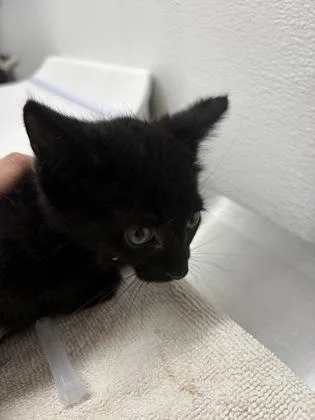 A baby medium-sized male Domestic Short Hair cat named Mcallister for adoption in West Chester, PA