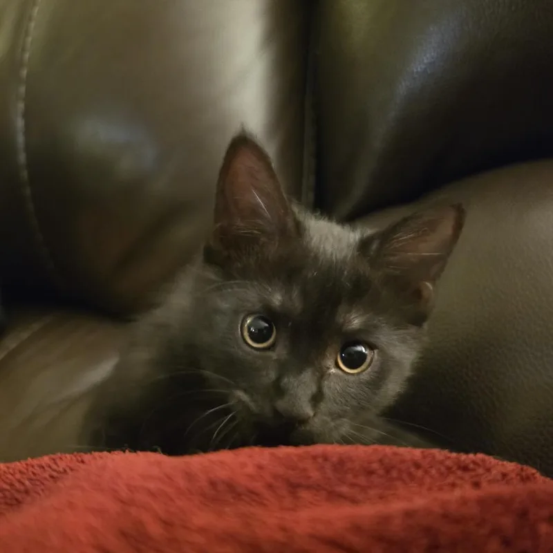A baby small-sized female Domestic Medium Hair cat named Ragamuffin for adoption in Los Angeles, CA