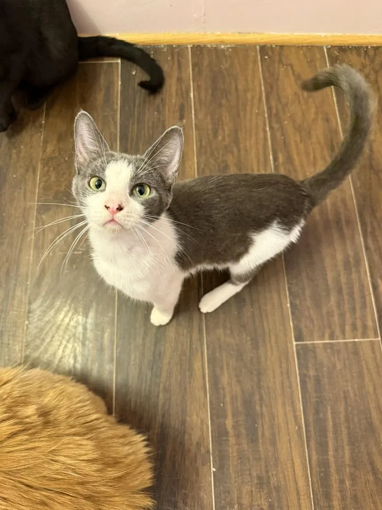 An adult medium-sized female Gray & White Domestic Short Hair cat named Locket for adoption in West Mifflin, PA