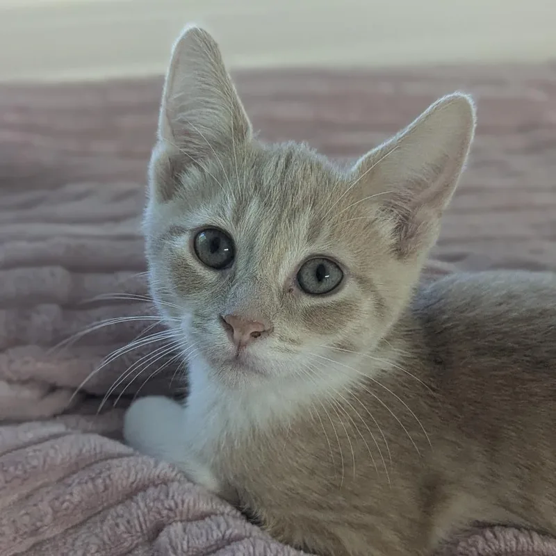 A baby medium-sized male Tabby (Buff / Tan / Fawn) Domestic Short Hair cat named Jack for adoption in Fenton, MI
