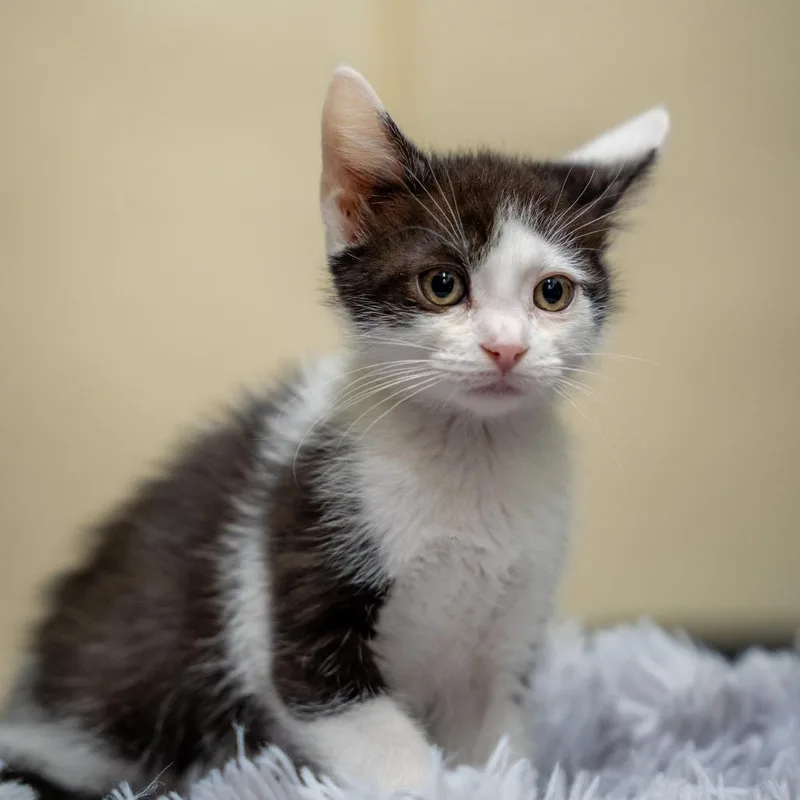 A baby small-sized female Black Domestic Short Hair cat named Peach for adoption in Gainesville, GA