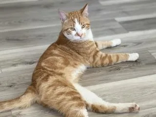 A young medium-sized male Orange & White Domestic Short Hair cat named Riley for adoption in Philadelphia, PA