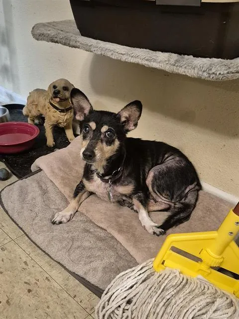 An adult medium-sized female Terrier dog named Rachel for adoption in San Antonio, TX