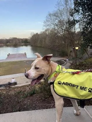 An adult medium-sized male Mixed Breed dog named Beluga for adoption in Atlanta, GA