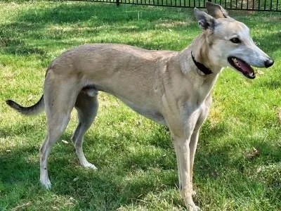 An adult large-sized male Yellow / Tan / Blond / Fawn Greyhound dog named Stewart for adoption in Dallas, TX