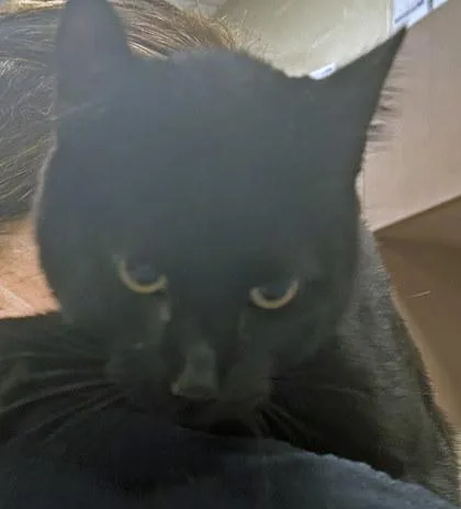 A baby small-sized male Domestic Short Hair cat named Joe Pappa for adoption in Fishers, IN