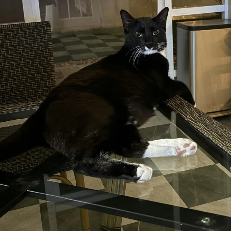 An adult extra large-sized male Black Domestic Short Hair cat named Oreo for adoption in West Palm Beach, FL