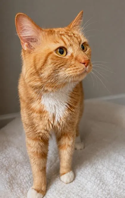 A young large-sized male Tabby (Orange / Red) Domestic Medium Hair cat named Topaz for adoption in New York, NY