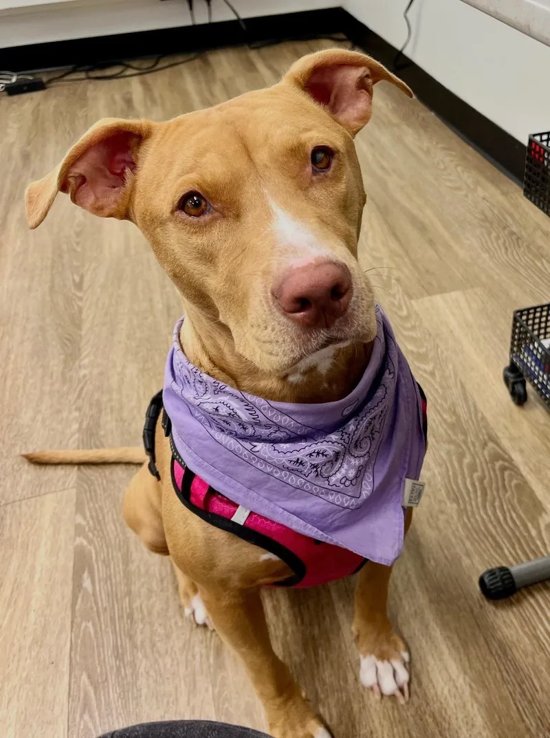 A young medium-sized female Apricot / Beige American Staffordshire Terrier dog named Josie The Mostie for adoption in Houston, TX