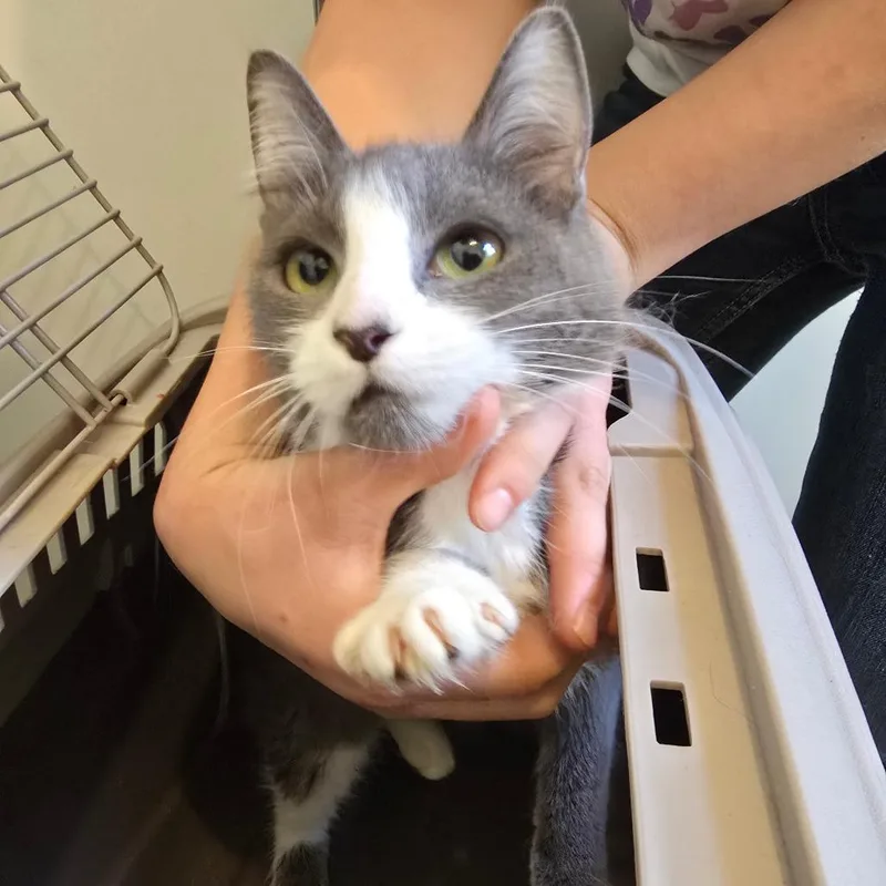 An adult medium-sized female Gray / Blue / Silver American Shorthair cat named Winter for adoption in Klamath Falls, OR