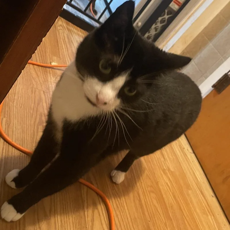 An adult small-sized male Black Domestic Short Hair cat named Pawesome for adoption in Ringtown, PA
