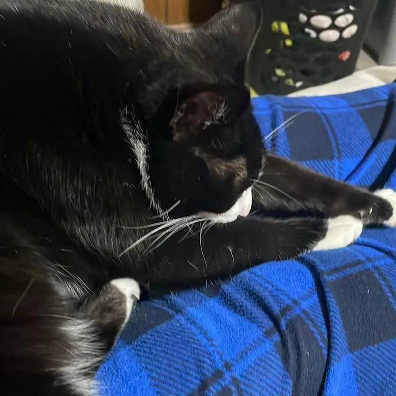 Pawesome thumbnail 2