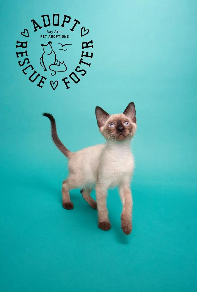 A baby small-sized male Buff / Tan / Fawn Domestic Short Hair cat named Natsu for adoption in San Leon, TX