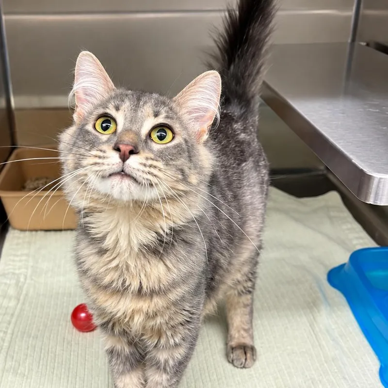 A young medium-sized male Gray / Blue / Silver Domestic Medium Hair cat named Shadow for adoption in Concord, NC