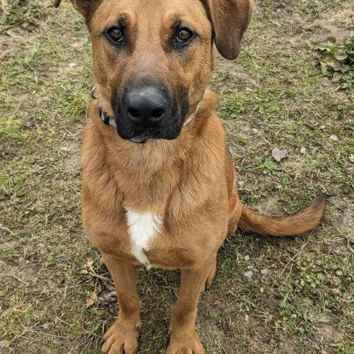 A young medium-sized male Brown / Chocolate Cattle Dog dog named Cooper for adoption in Leesburg, AL