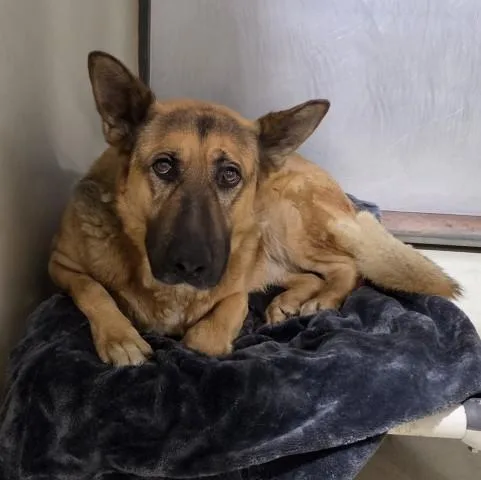 An adult large-sized male Shepherd dog named Ranger for adoption in Bakersfield, CA