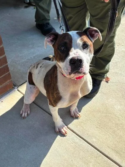 An adult medium-sized female Terrier dog named Orisa for adoption in Gastonia, NC